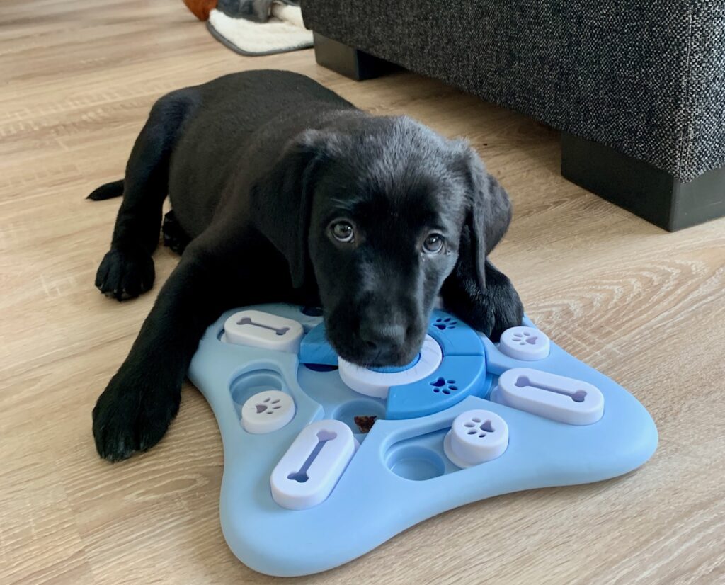 Paras joululahja koiralle – ideoita, jotka ilahduttavat kuonoja, tassuja ja häntiä